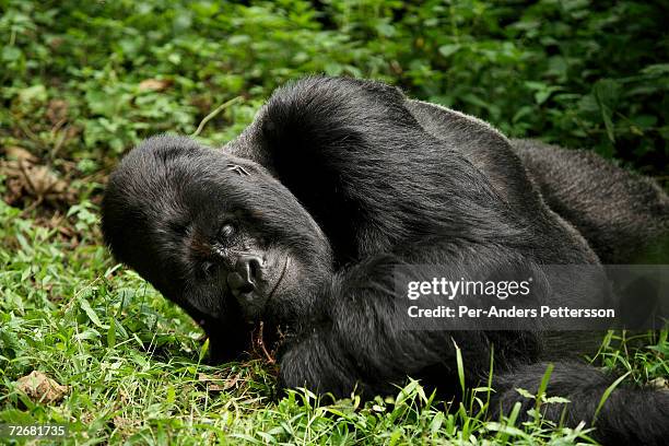An endangered mountain Silverback Gorilla plays in the forest on September 30, 2006 in the Virunga National Park outside Goma, DRC. Only about 380 of...