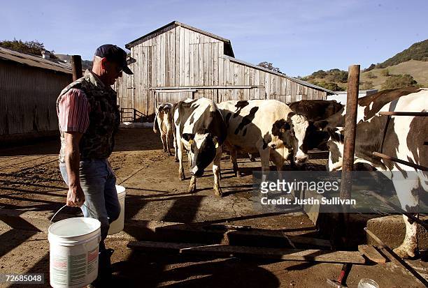 Dairy farmer Jim McIsaac carries buckets of water on his dairy farm November 30, 2006 in Novato, California. Dairy farmers across the country are...