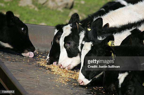 118 Cow Eating Corn Photos and Premium High Res Pictures - Getty Images