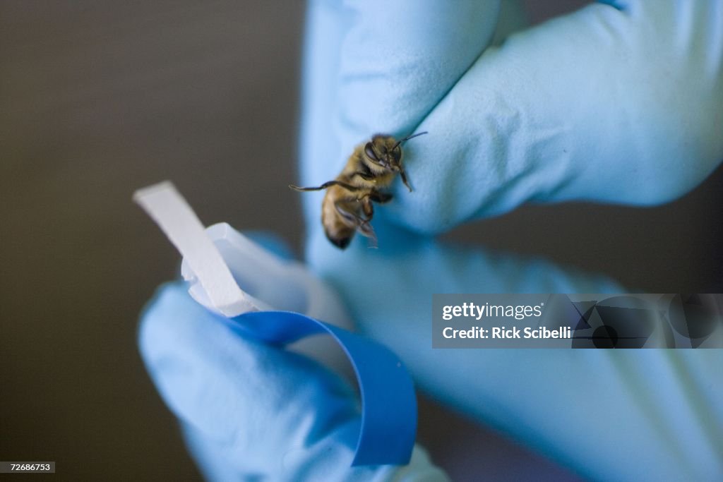 Los Alamos Laboratory Trains Bees To Detect Explosives