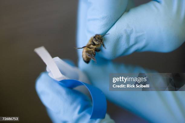 Researcher straps a bomb-sniffing honey bee into a custom-designed harness before a training session sniffing out explosives November 30, 2006 at Los...