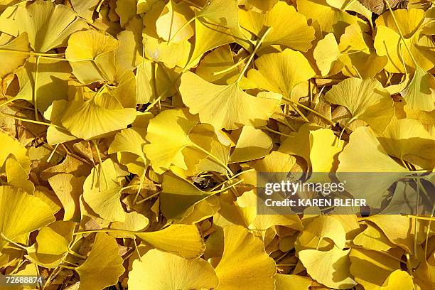 Fan Shaped 208 Fan Shaped Leaves Stock Photos, High-Res Pictures, and Images ...