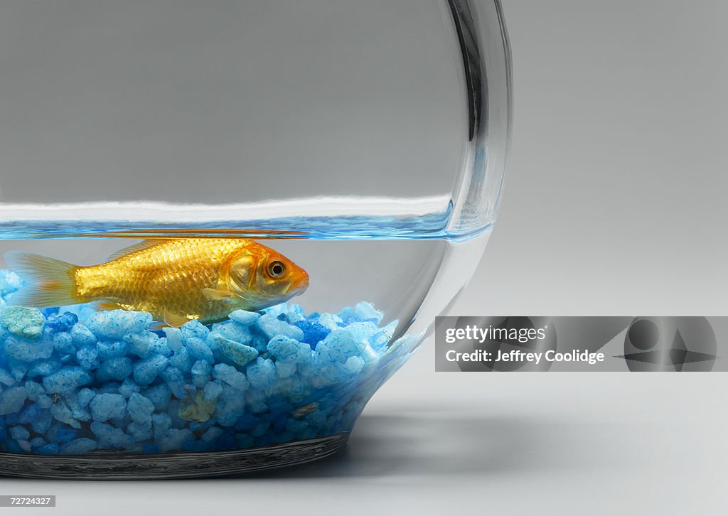 Goldfish just covered by water in bowl, side view, close-up