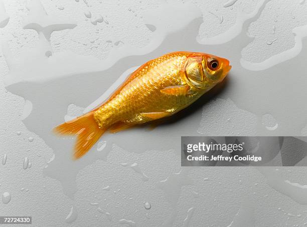 goldfish lying on wet surface, overhead view, close-up - exclusion stock pictures, royalty-free photos & images