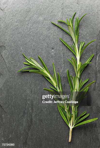 sprig of rosemary resting on slate, overhead view, close-up - rosmarin bildbanksfoton och bilder