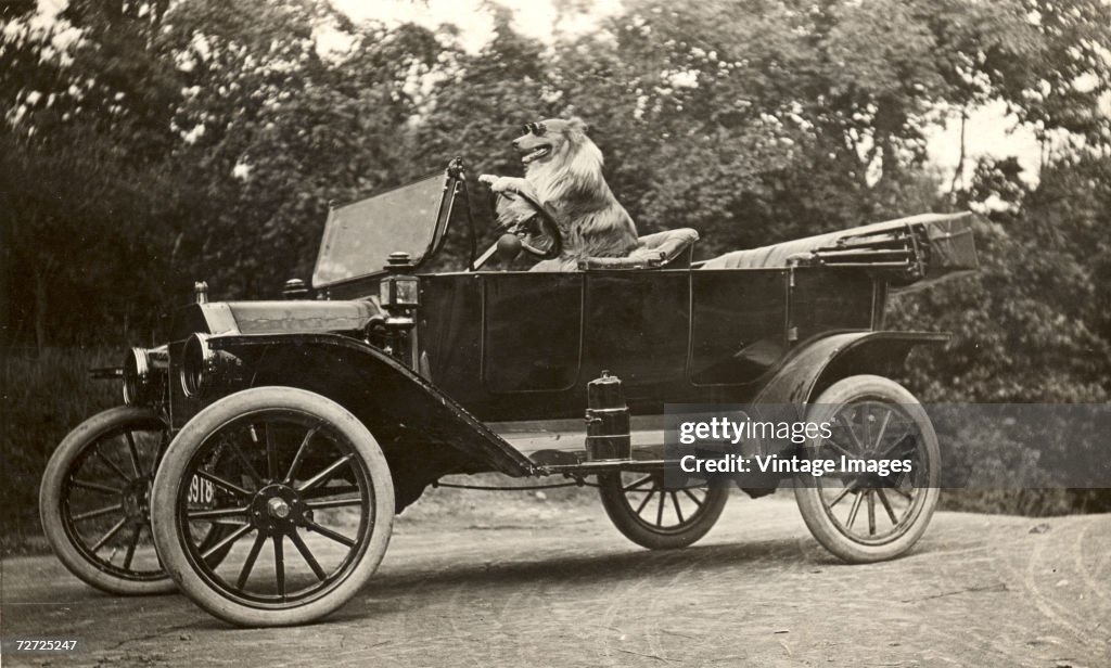 Dog Drives Ford