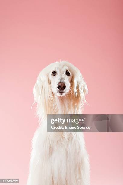 afghanischer hound - dog portrait stock-fotos und bilder