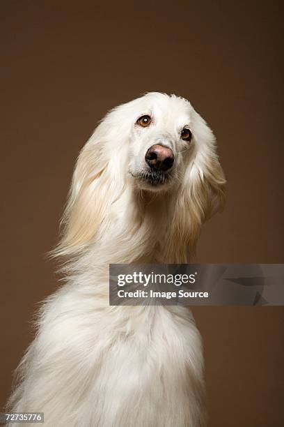 afghan hound - afghan bildbanksfoton och bilder