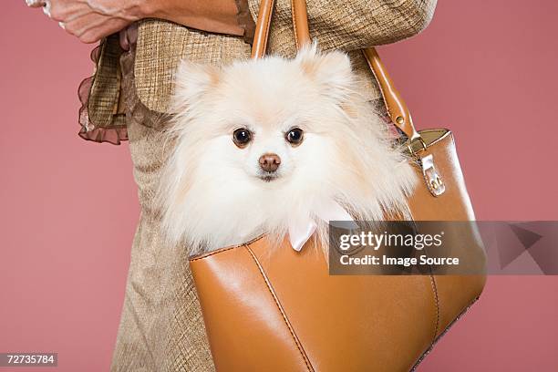 woman holding dog in a handbag - pomeranio fotografías e imágenes de stock