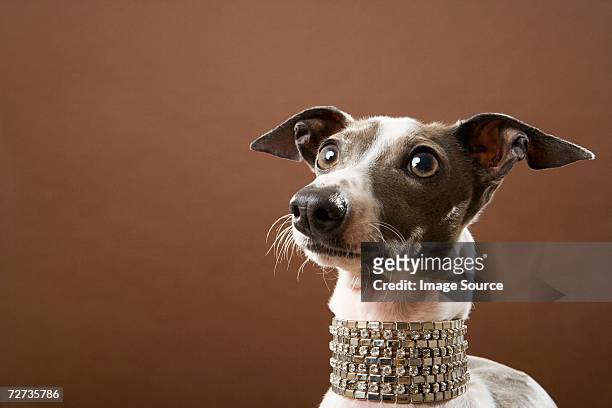 italian greyhound - collar up bildbanksfoton och bilder