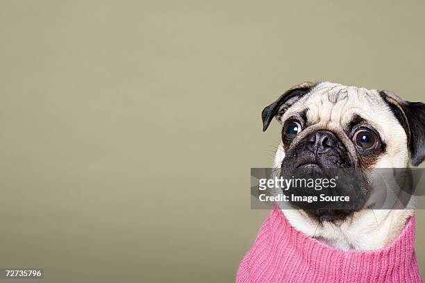 pug - scared dog stock pictures, royalty-free photos & images