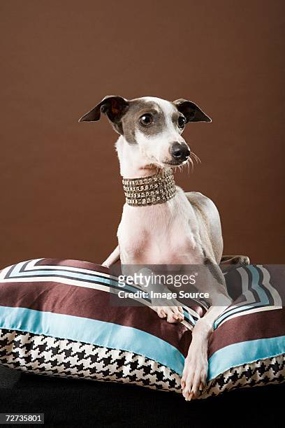 italienischer windhund - pampered pets stock-fotos und bilder