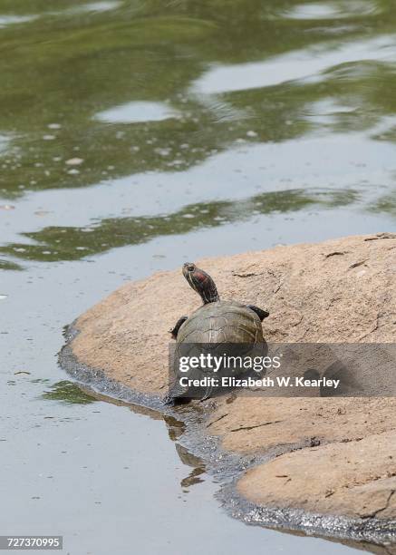 turtles - charlotte north carolina lake stock pictures, royalty-free photos & images