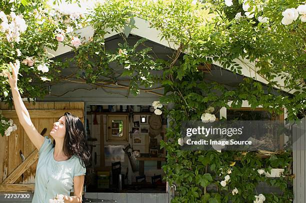 woman in garden - white rose garden stock pictures, royalty-free photos & images