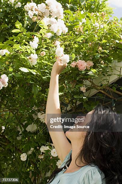 woman reaching up to flower - white rose garden stock pictures, royalty-free photos & images