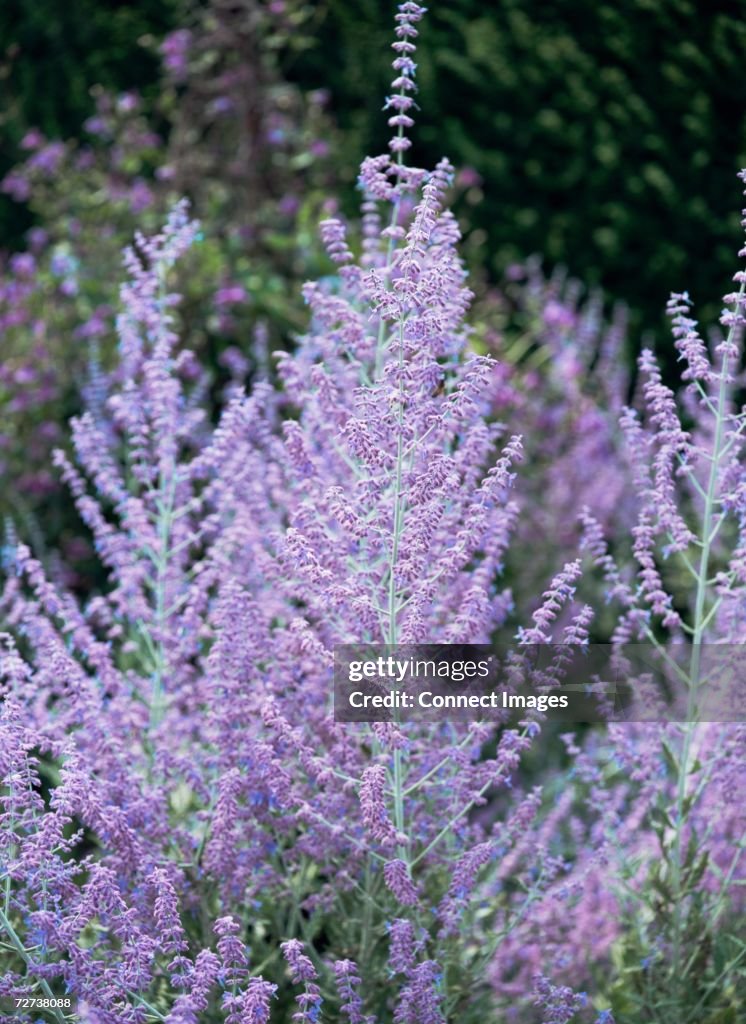 Blue spire Russian sage