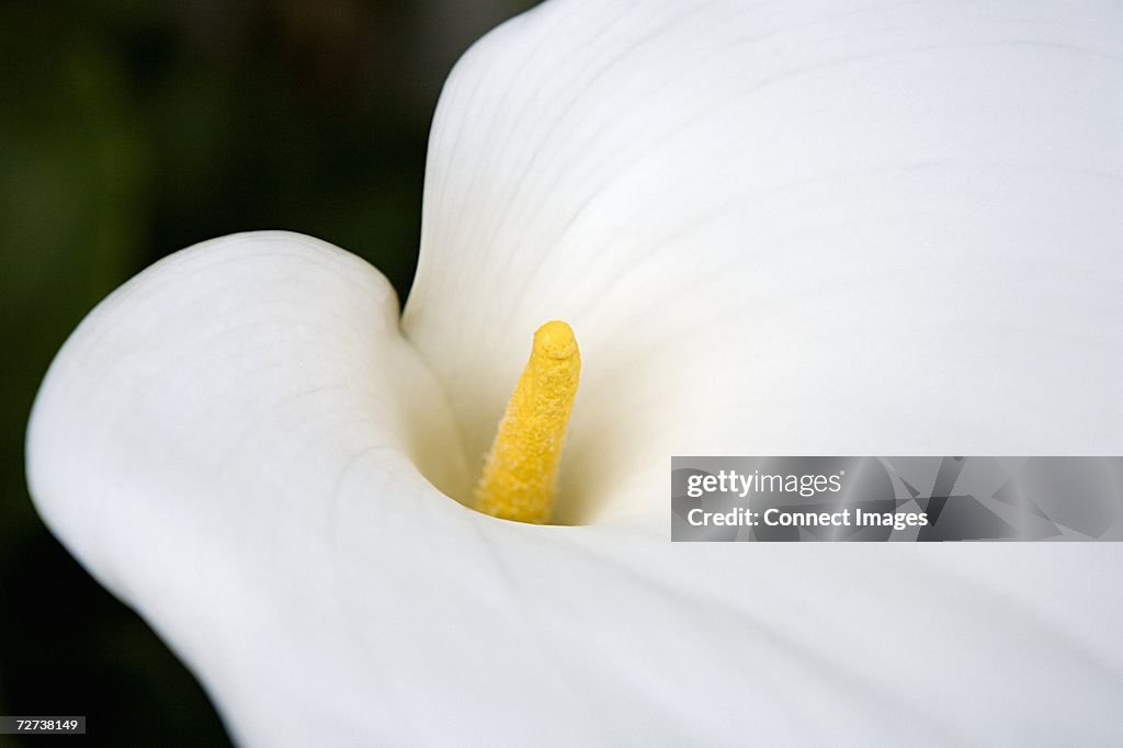 Arum lily