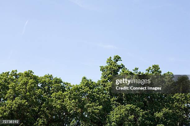 treetops - treetop stock pictures, royalty-free photos & images