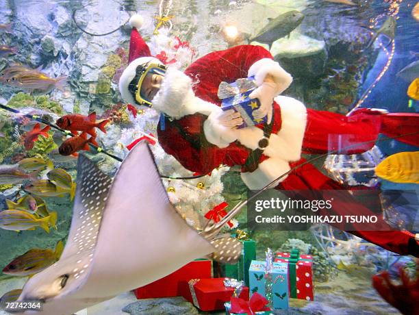 Female diver Ren Takahashi dressed as Santa Claus swims with spotted eagle ray at a fish tank decorated with a Christmas tree and presents at the...