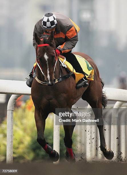 Red Oog from Australia works lightly on the all weather track during trackwork for the Hong Kong International Races at Sha Tin December 7, 2006 in...