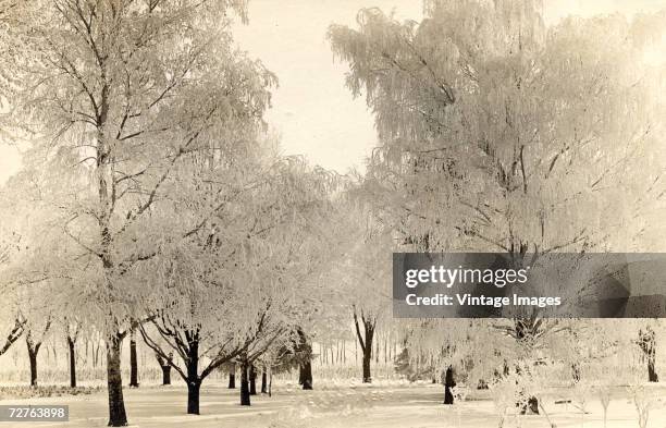 Group of trees weighed down with glistening ice after an ice storm, Fremont, Nebraska, early 20th Century.