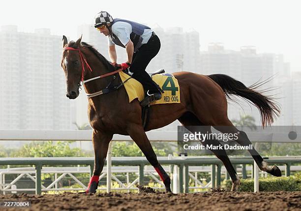 Australian horse Red Oog gallops on the all weather track during trackwork for the Hong Kong International Races at Sha Tin December 8, 2006 in Hong...