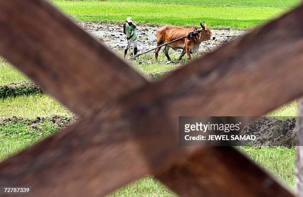 Farmer plows a field near a under construction house in 2004 tsunami-ravaged Aceh Besar, 10 December 2006, a day before the provincial election. The...