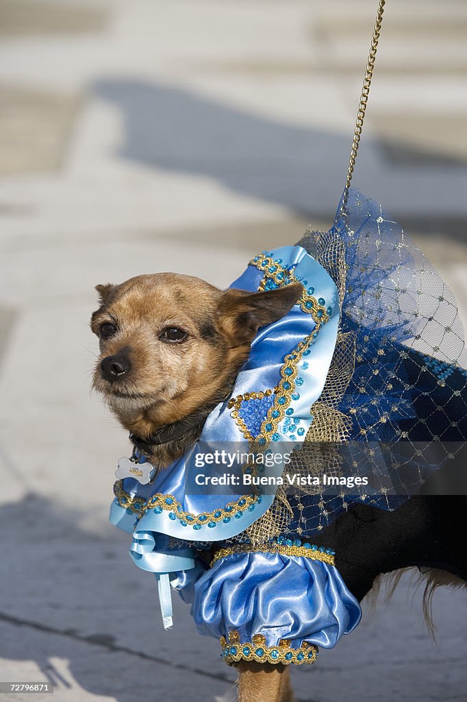 Dog wearing carnival costume, Venice