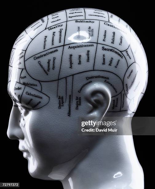 phrenology head, close-up - phrenology head stock pictures, royalty-free photos & images
