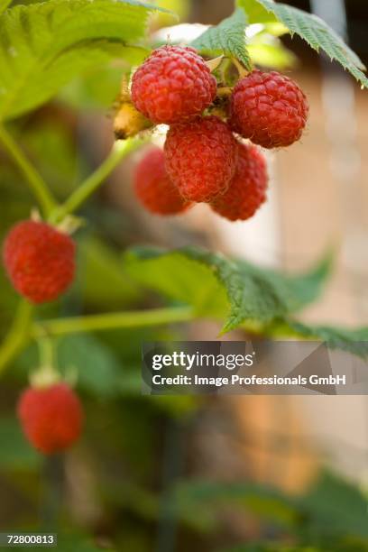 Fruit Raspberry Cane 68 Raspberry Cane Stock Photos, High-Res Pictures, and Images - Getty ...