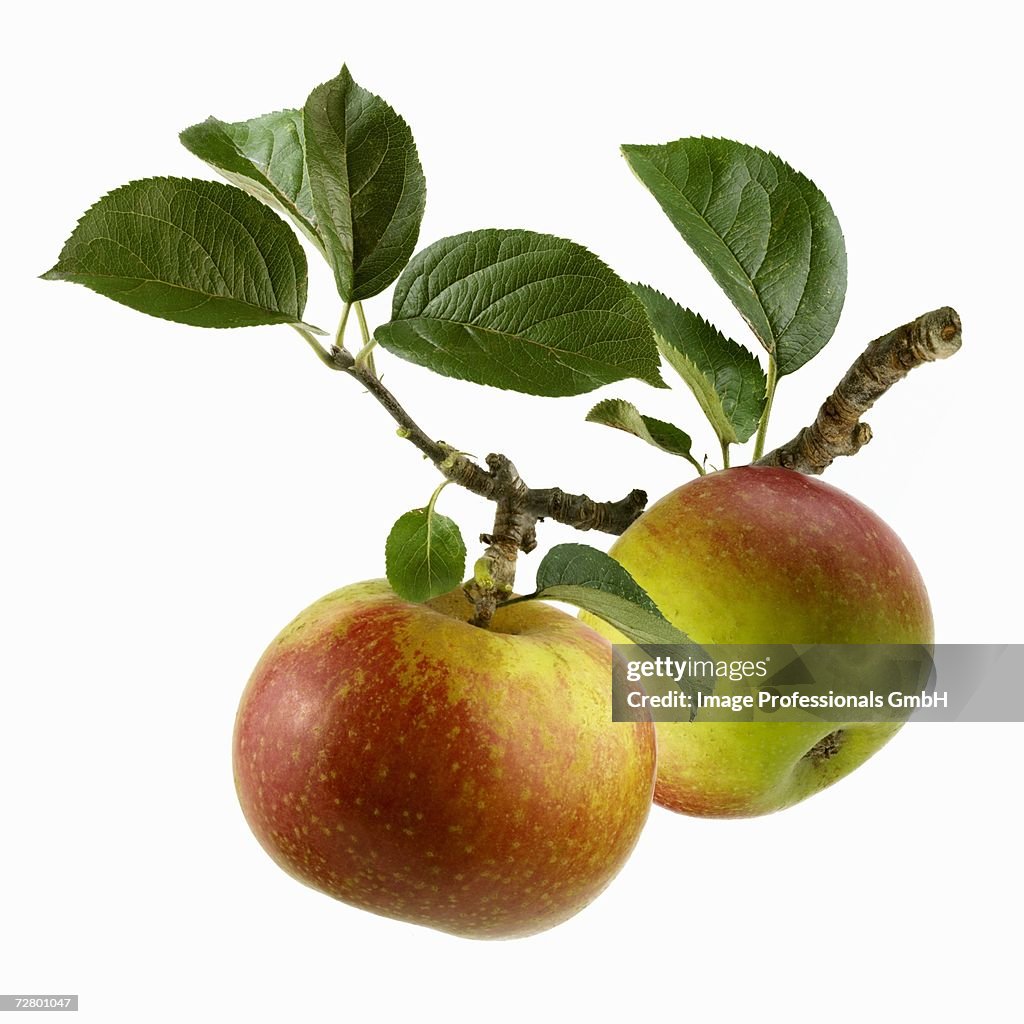 Two apples on branch