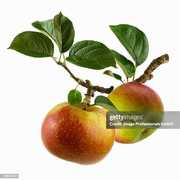 two apples on branch - twig fotografías e imágenes de stock