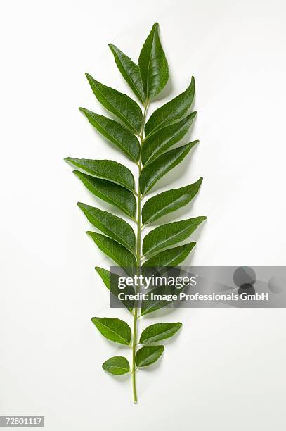 curry leaves - curry leaves stockfoto's en -beelden