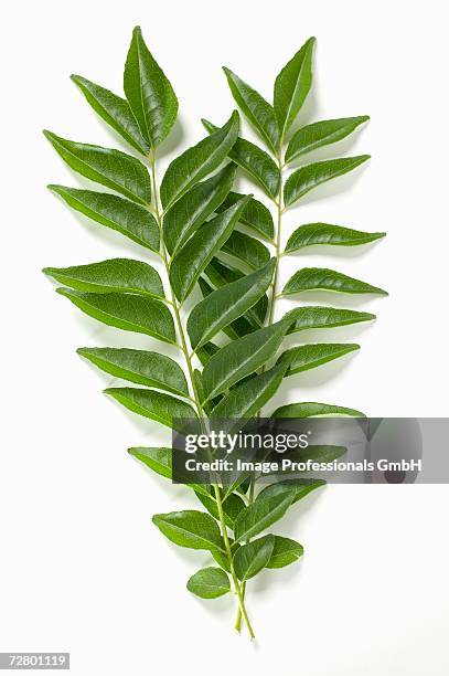 curry leaves - curry leaves stockfoto's en -beelden