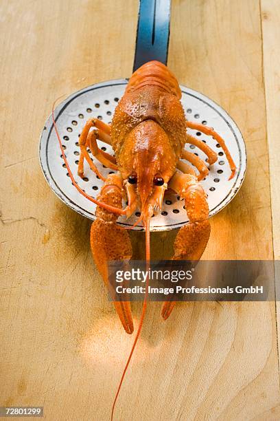 cooked freshwater crayfish on slotted spoon - schuimspatel stockfoto's en -beelden