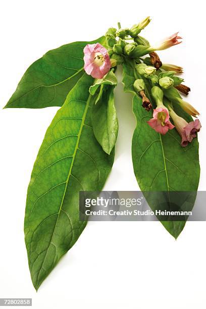 flowering tobacco plant, close-up - nicotine stock pictures, royalty-free photos & images