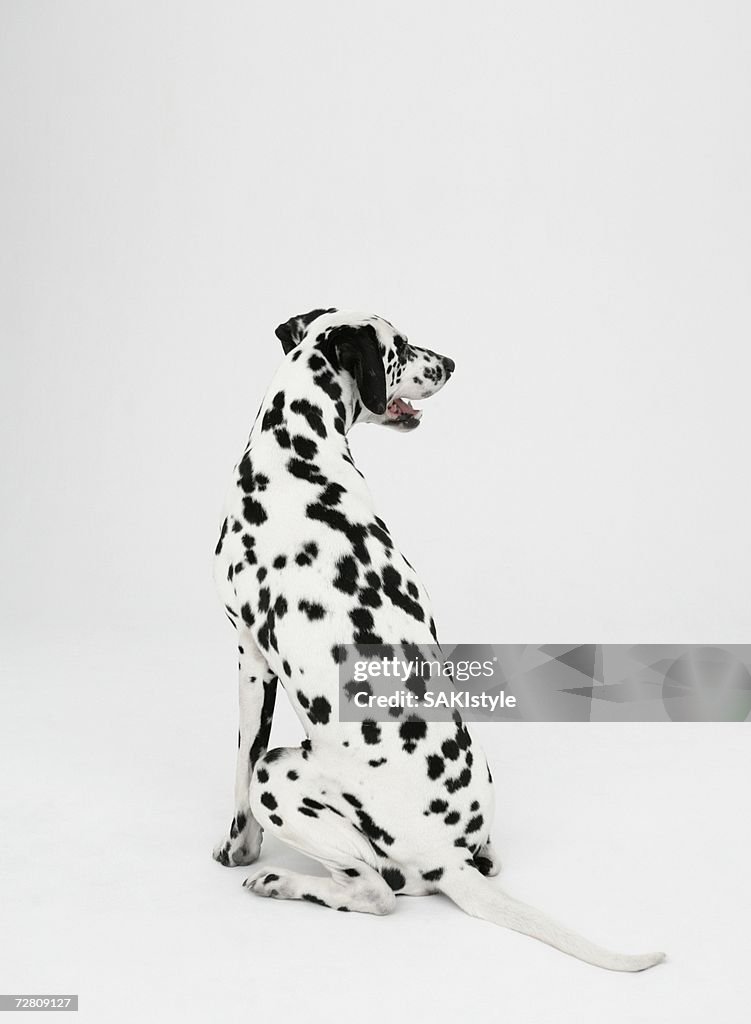 Dalmatian