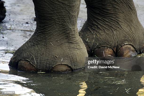 The feet of Indian elephant Billy, sole remaining elephant on public display at the Los Angeles Zoo, are seen as Ruby, a 45-year-old African elephant...