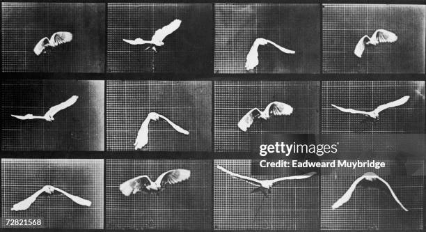 Series of 12 photographs showing stages in the flight of a cockatoo, circa 1887.