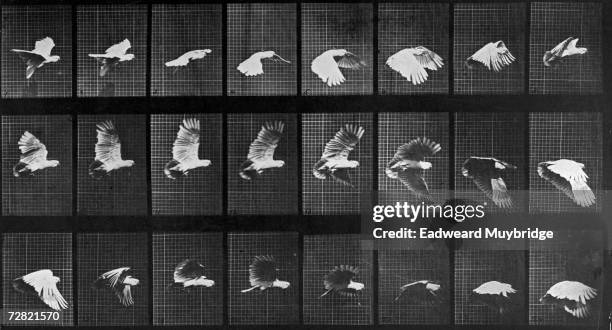 Series of 24 photographs showing stages in the flight of a cockatoo, circa 1887.