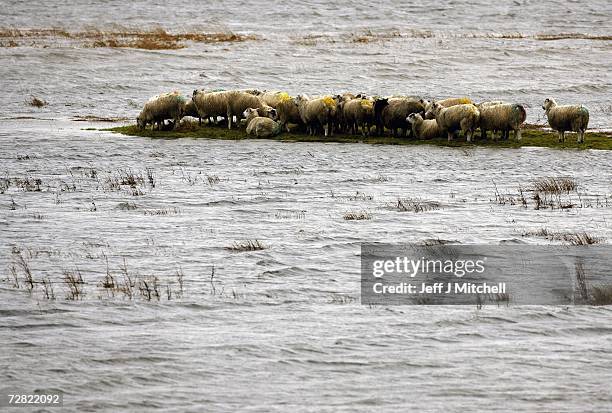 Stranded Sheep Scotland 612 The Lost Sheep Stock Photos, High-Res Pictures, and Images - Getty ...
