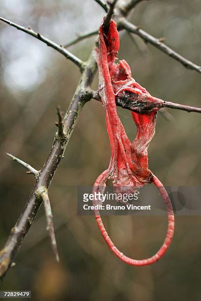 Used condom hangs from a tree in a country lane used by Prostitutes on December 15, 2006 in Ipswich, England. Suffolk police confirmed today that the...