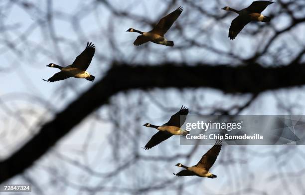 Group of Canada Geese fly over the Ellipse near the White House December 18, 2006 in Washington, DC. The temperature reached 73-degrees today...