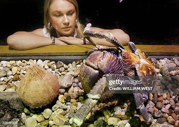 Liz Hall from the Melbourne Aquarium inspects Coconut Crab as he takes possesion of a coconut in Melbourne, 19 December 2006. They Coconut crab are...