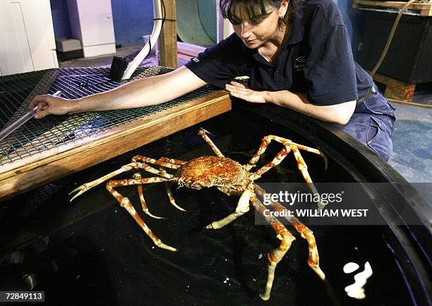 Assistant curator of the Melbourne Aquarium, Ali Edmunds, inspects a giant Japanese Spider crab in Melbourne, 19 December 2006 which is the world's...