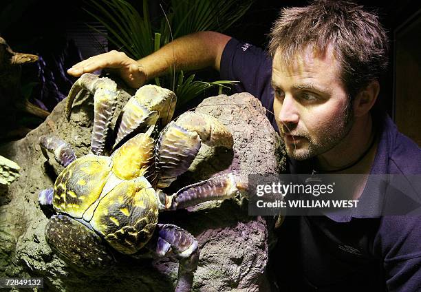 An employee of the Melbourne Aquarium takes a closer look to a Coconut Crab in Melbourne, 19 December 2006. The Coconut crab are the largest living...