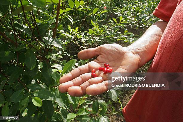 Javier Marroquin, a Colombian coca grower peasant, shows coca seeds in his plantation nearby San Miguel river, in Teteye, department of Putumayo,...