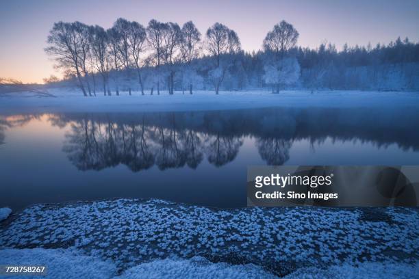 snow covered trees reflected in river, greater khingan mountains, heilongjiang, china - heilongjiang province 個照片及圖片檔