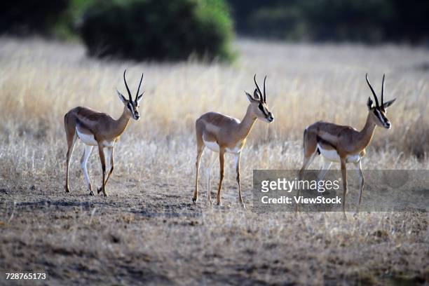 gazelle - bushbuck fotografías e imágenes de stock