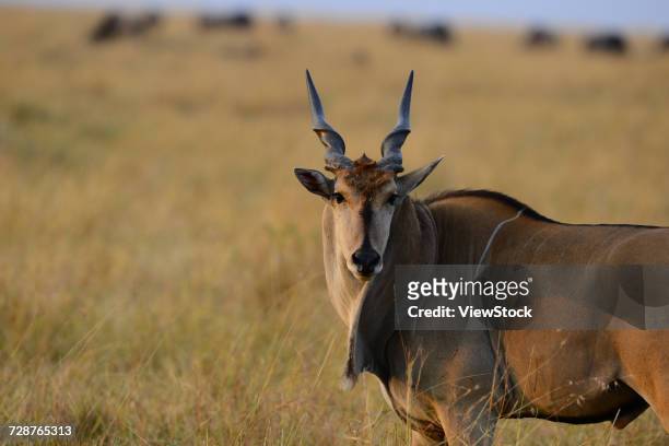 eland - bushbuck fotografías e imágenes de stock